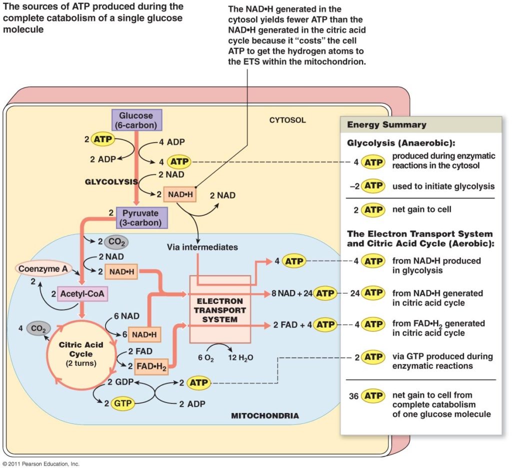 krebscyclediagramquizi17 Keto Island
